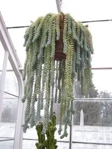 Burro's Tail Plant Care hanging basket