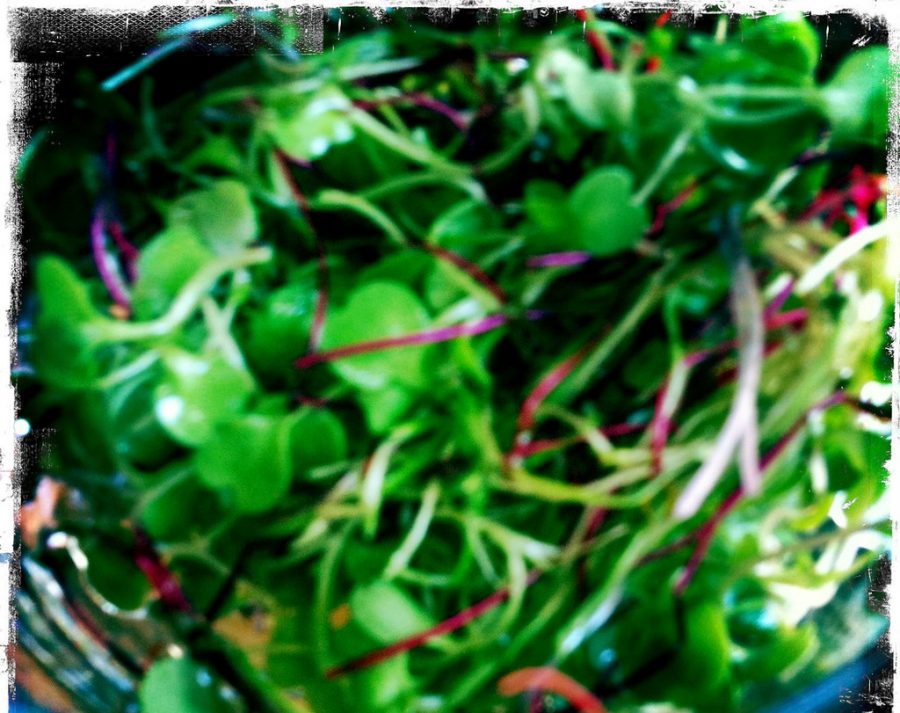 How To Eat Microgreens -microgreen salad