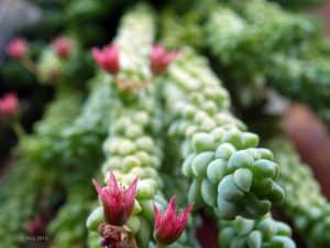 Burro's Tail Plant Care