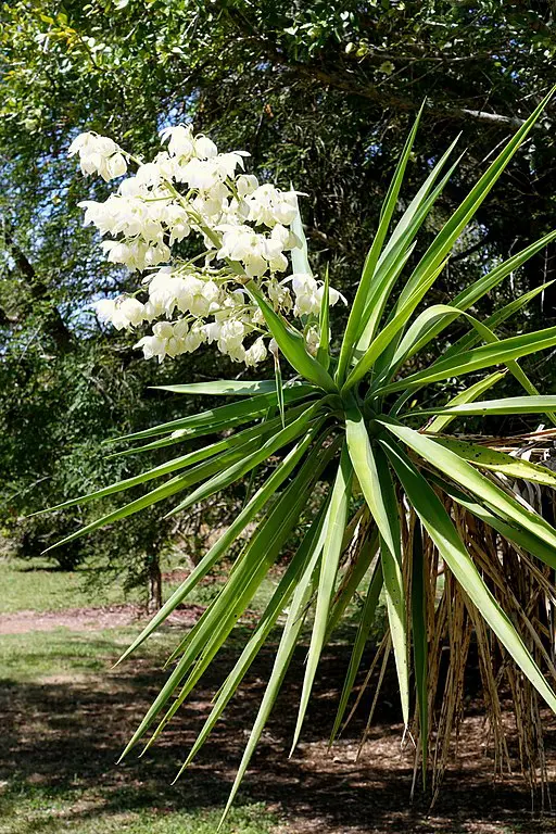 soft tipped yucca - Yucca elephantipes