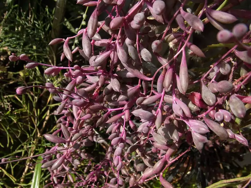 SUCCULENT SENECIO 'RUBY NECKLACE' – Horlings Plants