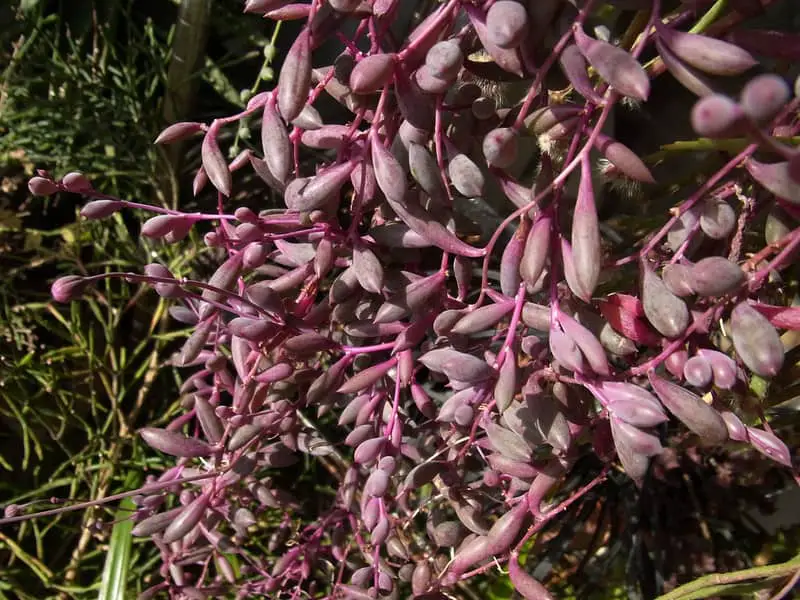 Ruby Necklace Plant Care