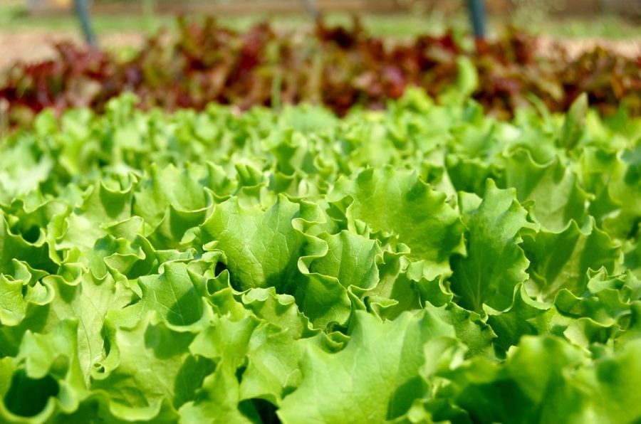 baby greens lettuce