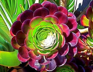 Aeonium Arboreum Indoor Care