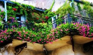 Best Balcony Plants for Privacy