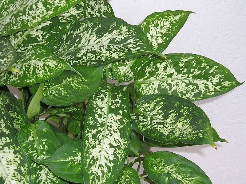 Dieffenbachia compacta