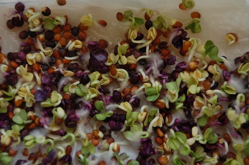 Growing Microgreens On Paper Towels