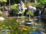 Japanese koi pond