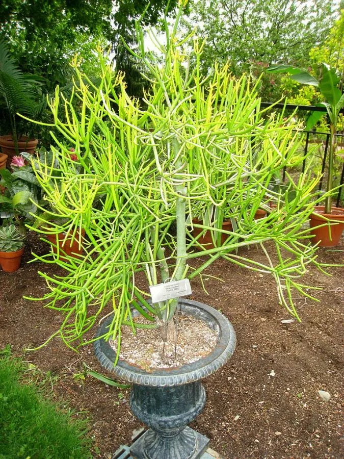 Firestick Plant Indoor Care: firestick plant in a pot