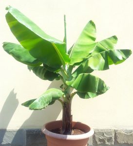 How To Grow A Banana Tree Indoors