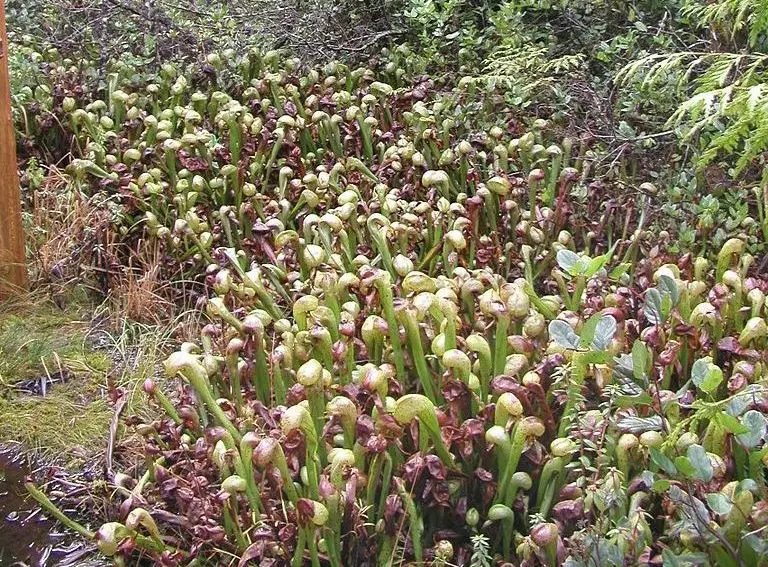 cobra lily growing in the wild
