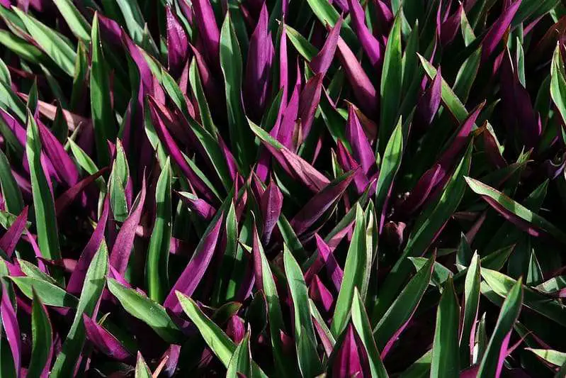 Oyster Plant Care Indoors How To Care For Oyster Plants