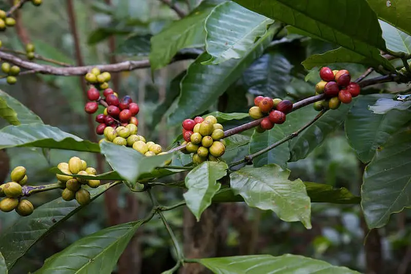 Coffee Berries Ripening