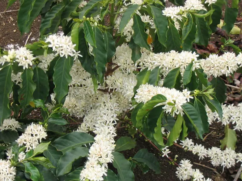 Coffee Flowers