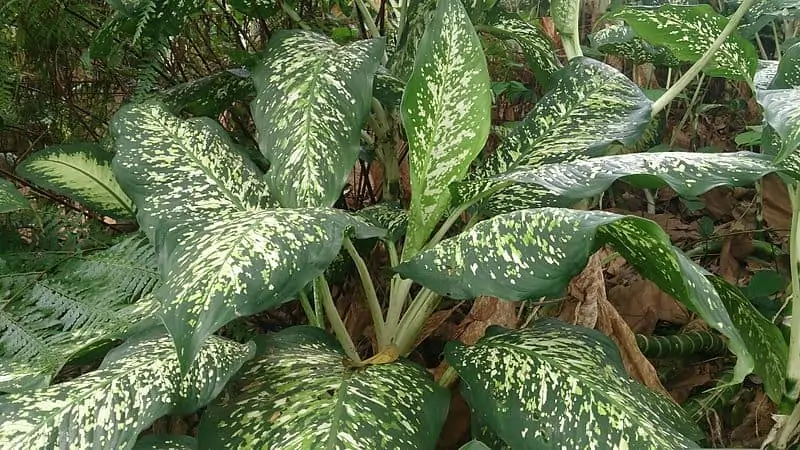 Dieffenbachia Care Guide