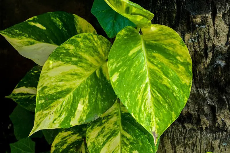 Pothos Indoor Plant Care