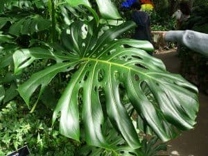 How To Care For A Swiss Cheese Plant