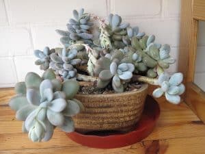 Moonstone Succulent Care - How To Grow Pachyphytum Oviferum