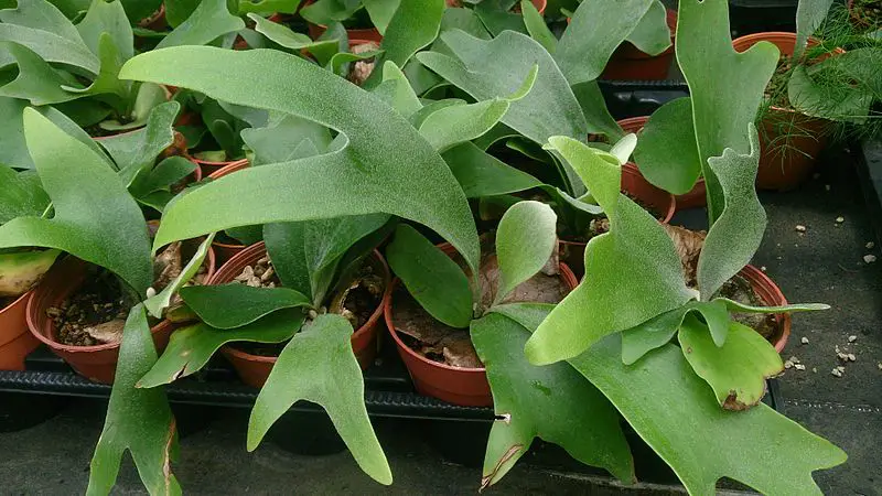 Staghorn Fern Care Indoors
