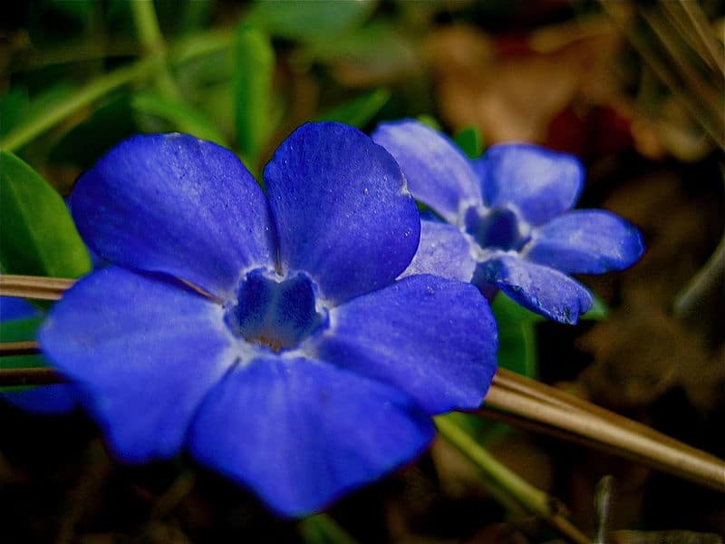 How To Grow Vinca Vine Indoors