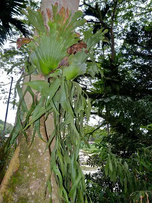 Staghorn Fern Growing On A Tree