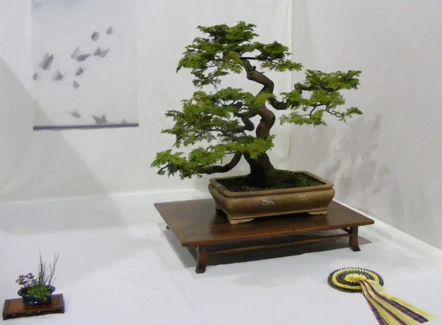 Best Low Light Bonsai For Indoors