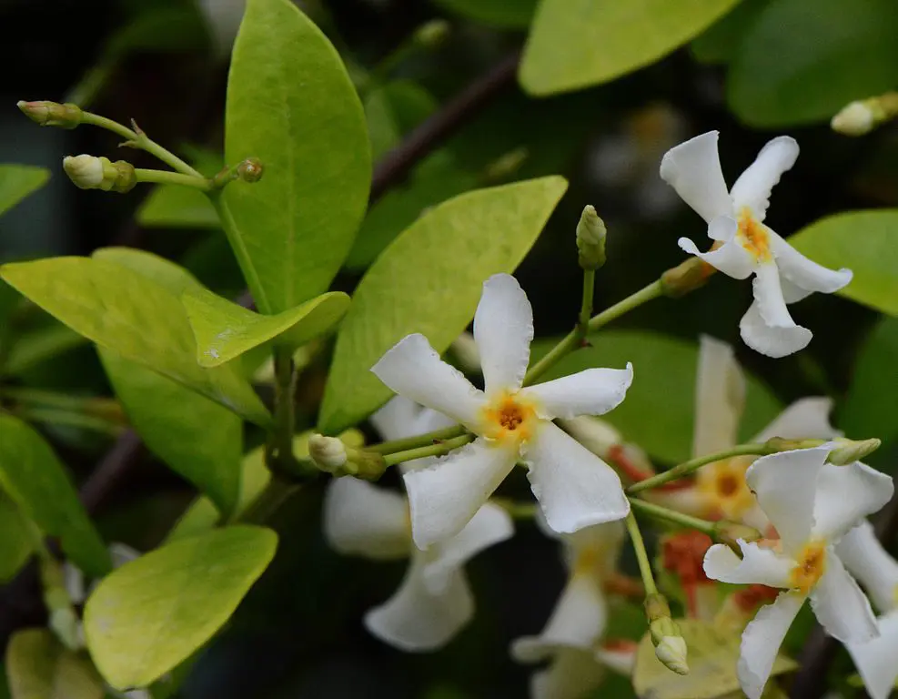 Asiatic Jasmine Care