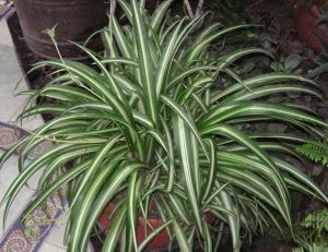 How to Care for Spider Plants Indoors - Chlorophytum Comosum