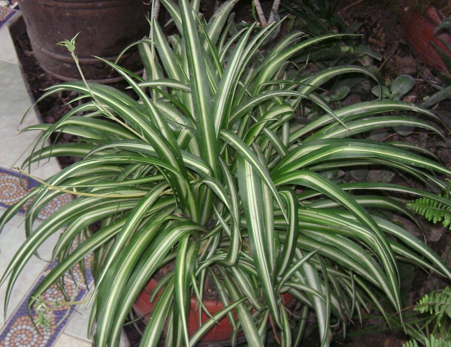 10 Best Air Purifying Indoor Plants - Spider Plant