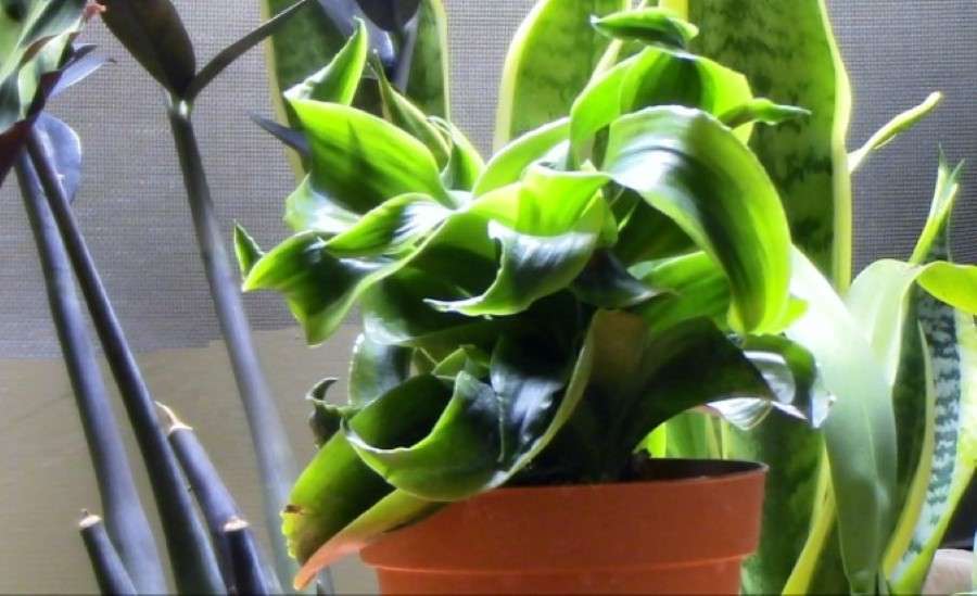 A Dracaena for Small Spaces