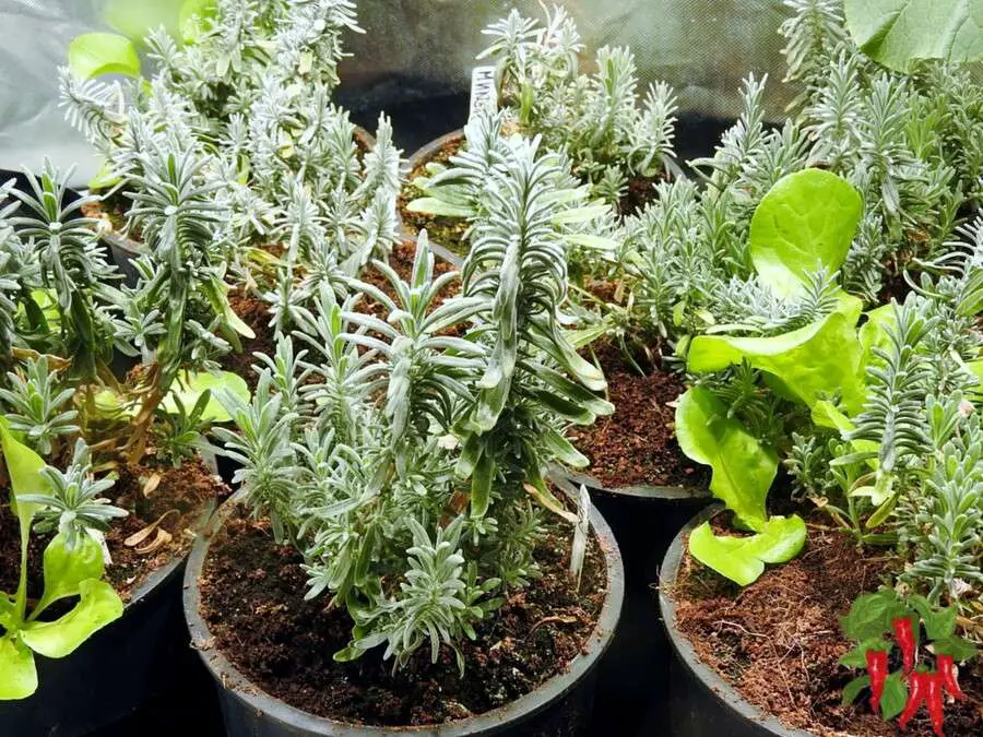 Advantages of Growing Lavender in Pots
