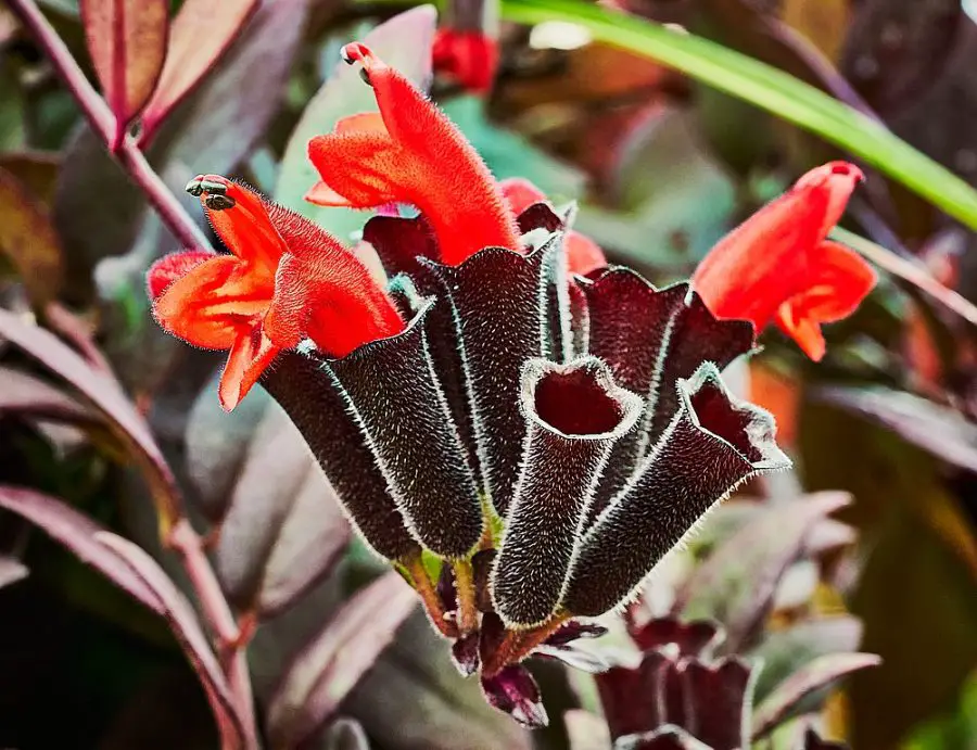 Aeschynanthus lobbianus