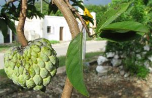 How to Grow Sugar Apple from Seed - Annona squamosa tree