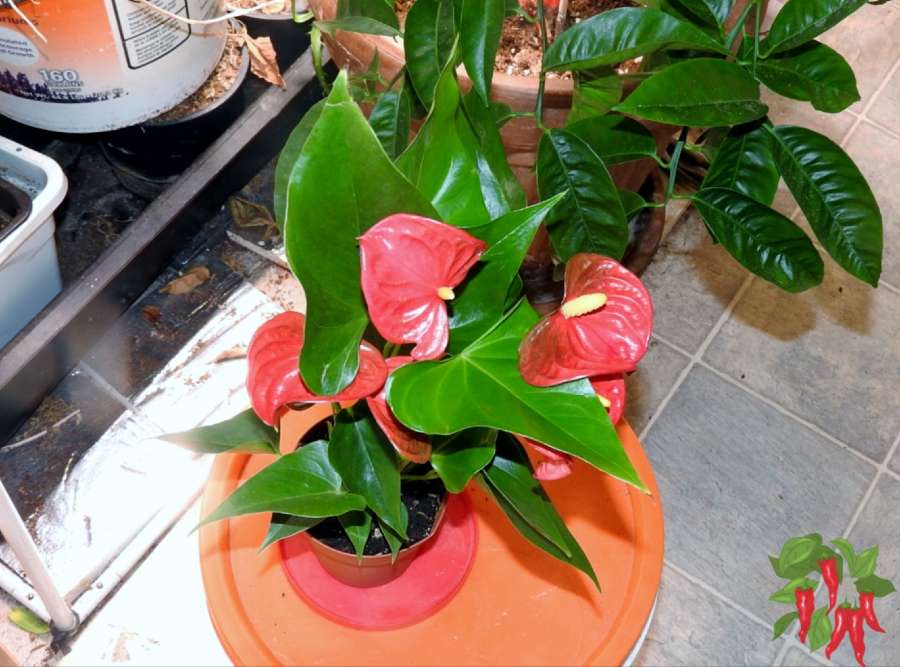 Anthurium