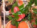 Best Flowering Houseplants for Bright Windows - Anthurium Care Indoors