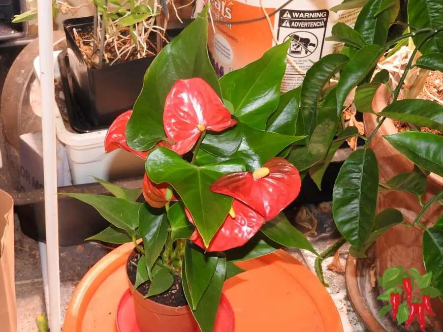 Anthurium Care Indoors