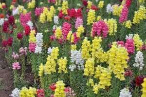 Growing Flowers Hydroponically