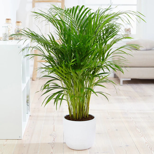 Areca Palm care indoors areca palm in a pot
