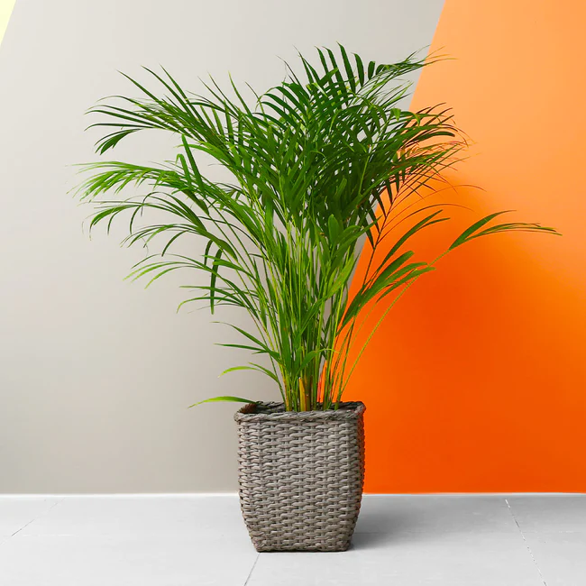 Areca Palm indoors