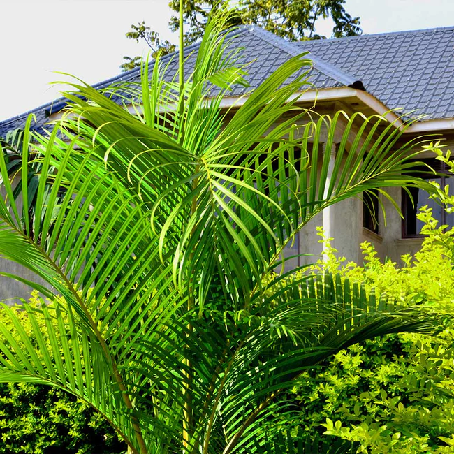 Areca Palm outdoors