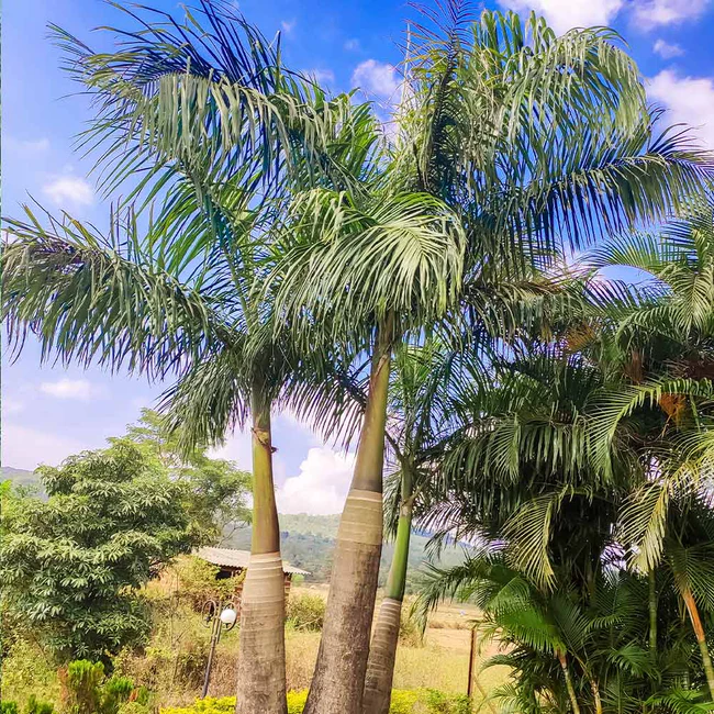 mature Areca Palm outdoors
