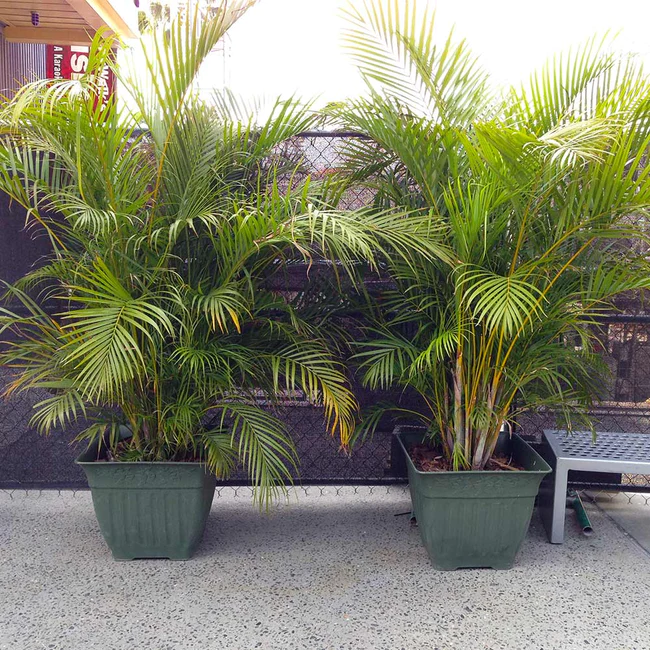 Areca Palm care indoors 2 beautiful potted palms