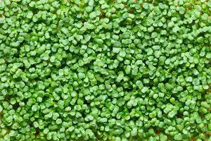 How To Grow Arugula Microgreens In 7 Easy Steps