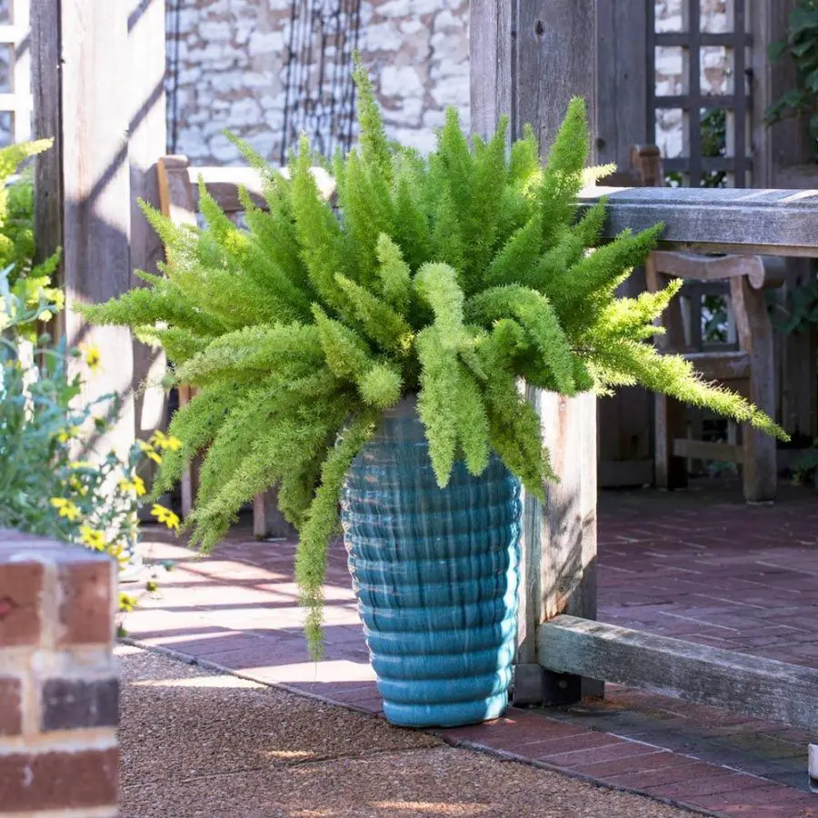 Indoor Ferns Care-Asparagus Fern In Vase - Myers Asparagus Fern Plant