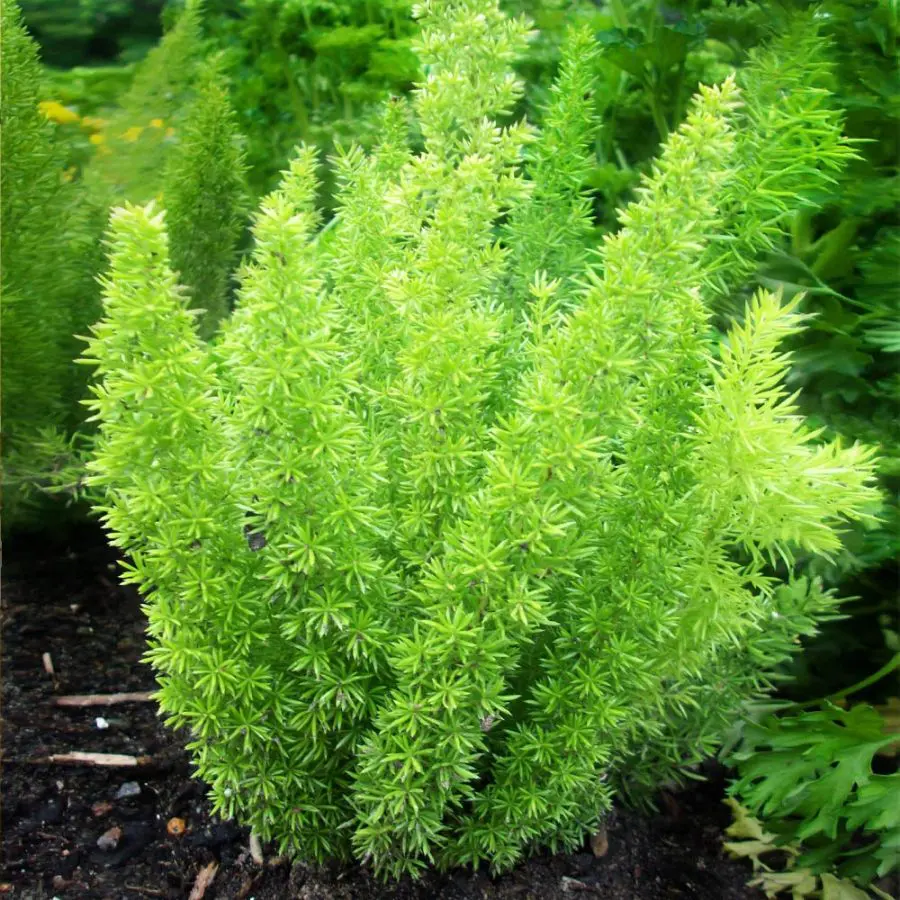INDOOR FERNS - Asparagus Fern - Myers Asparagus Fern Plant