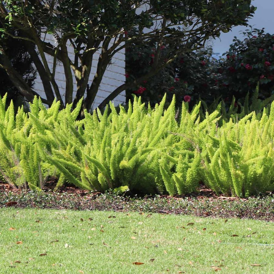 Myers Asparagus Fern Plant Outdoors