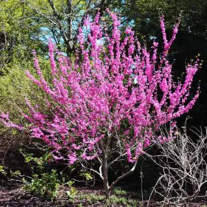 How to Grow and Care for an Avondale Chinese Redbud Tree
