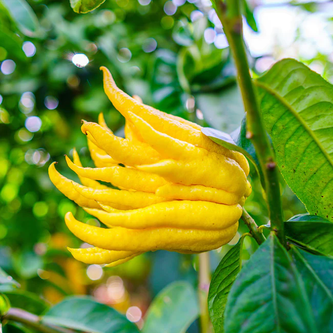 How To Grow Buddha's Hand Indoors