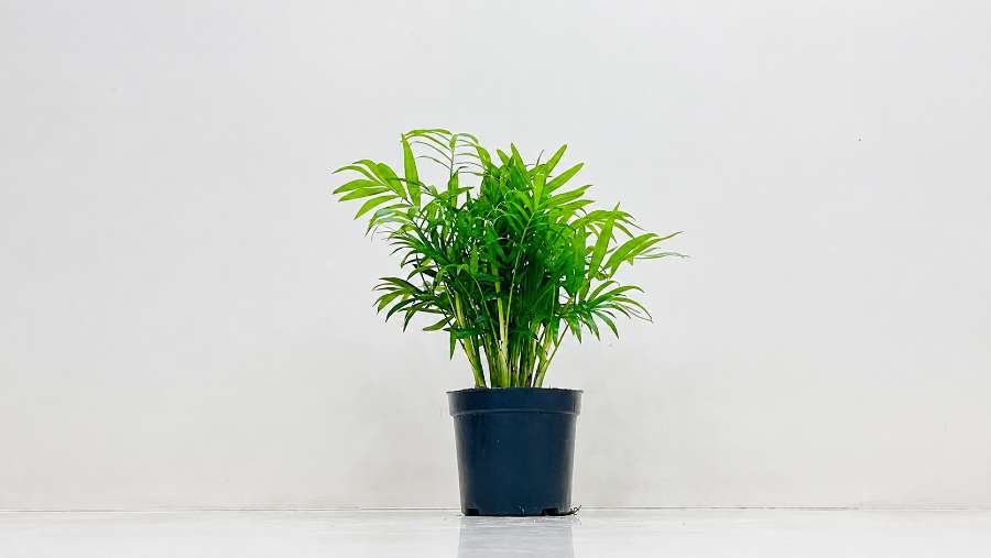 Bamboo Palm - Chamaedorea seifrizii
