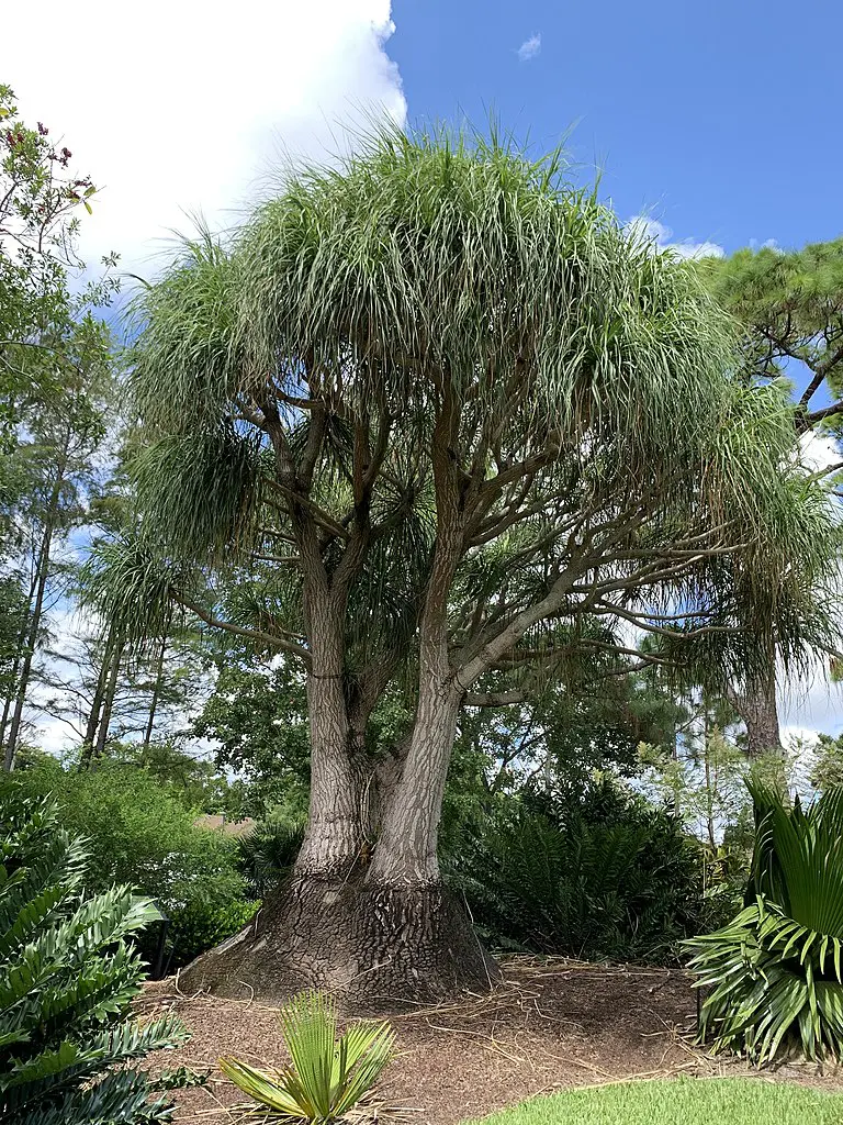 Ponytail Palm Outdoors